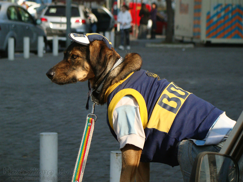 Soccer dog