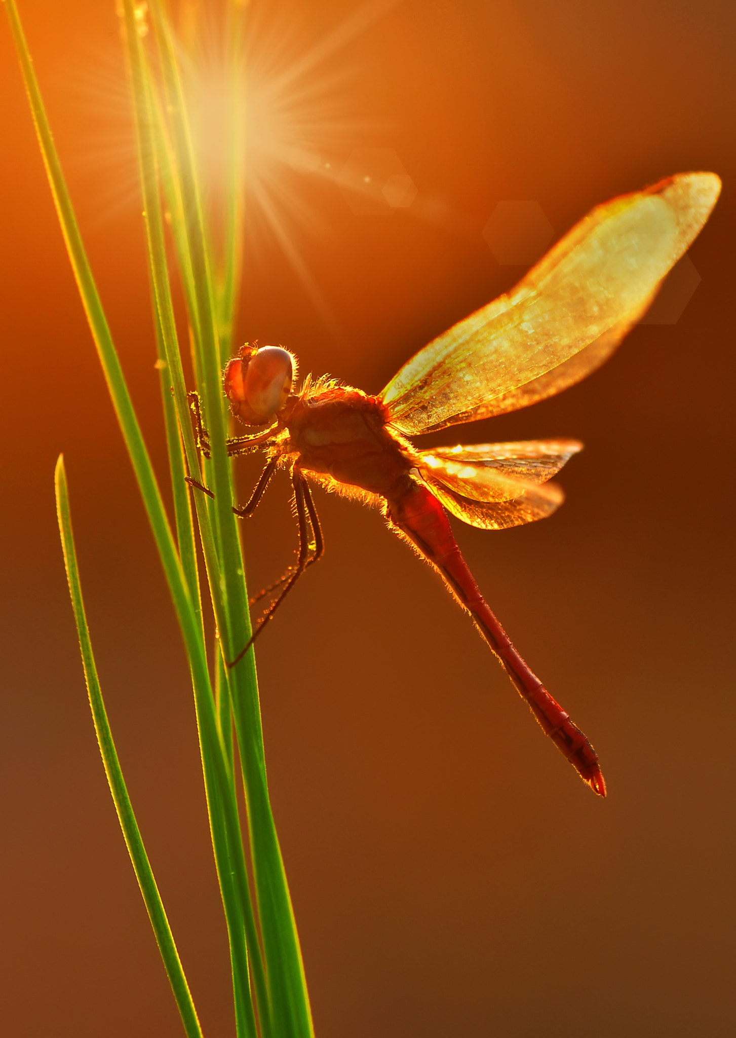 DRAGONFLY