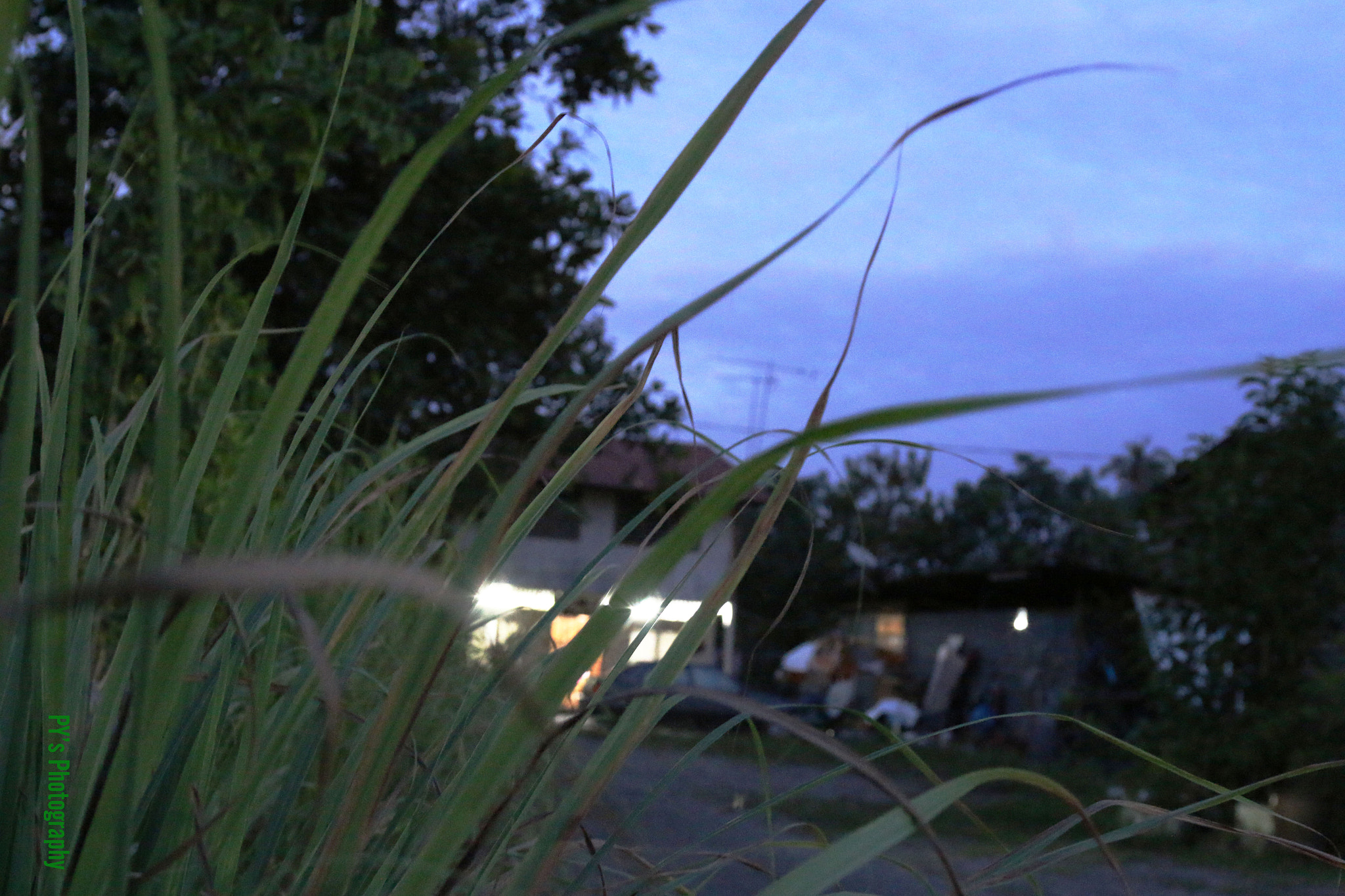 Lalang Grass