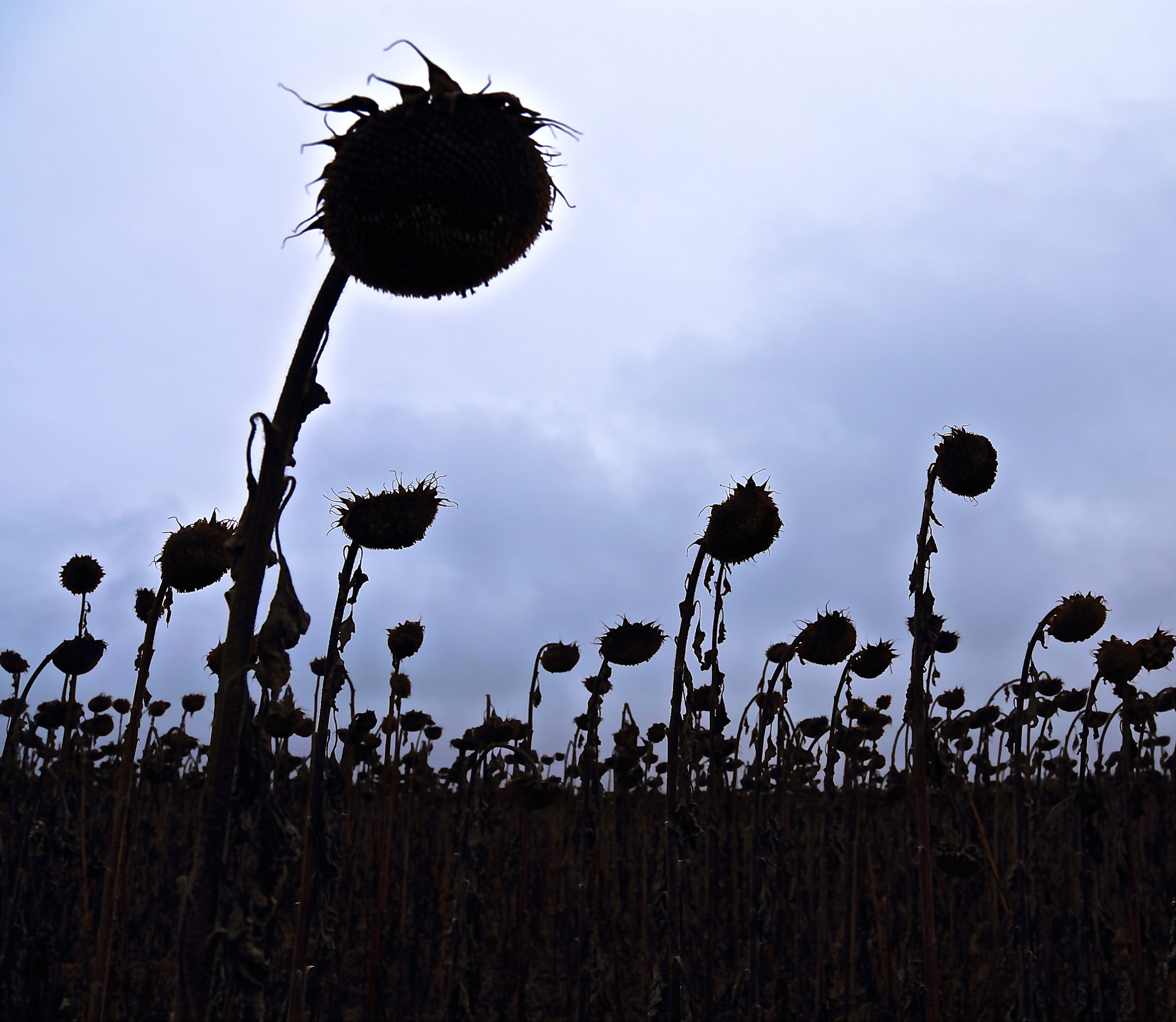 Sunflower - nobody will clean!