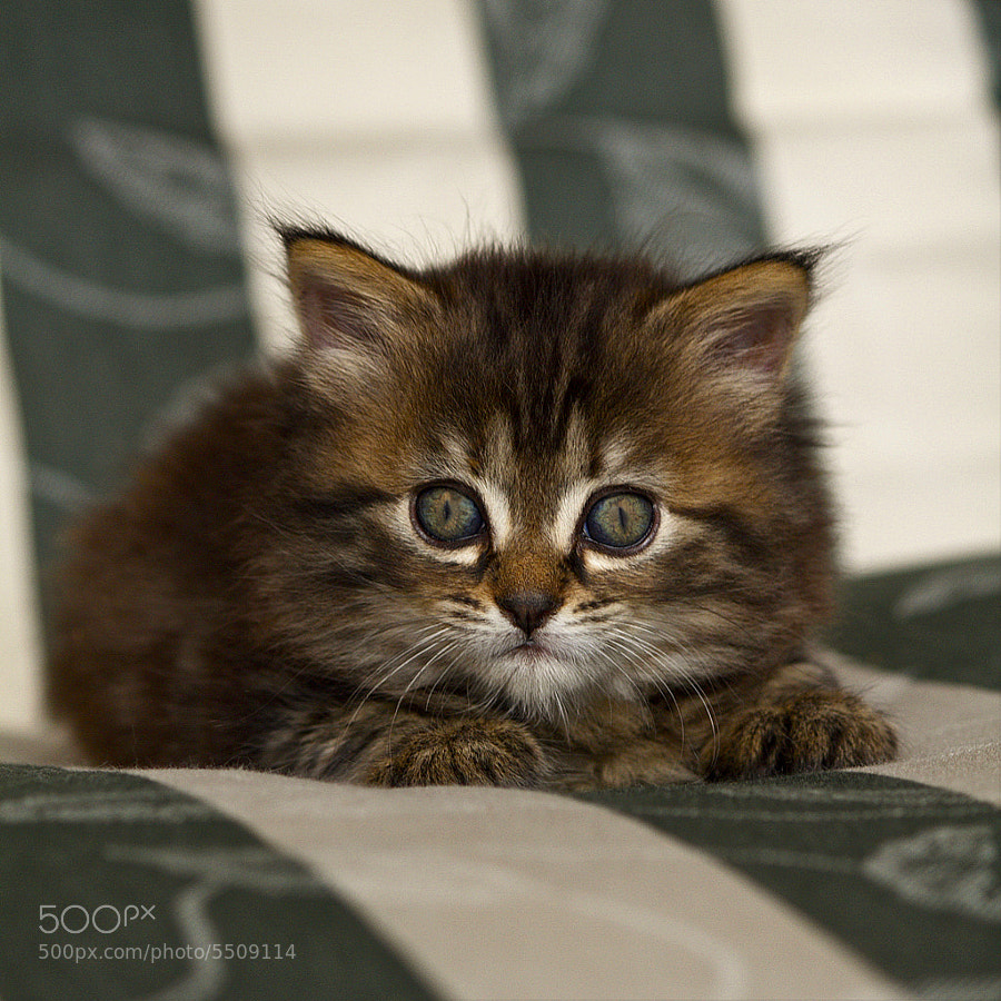 Petite Boule de Poils