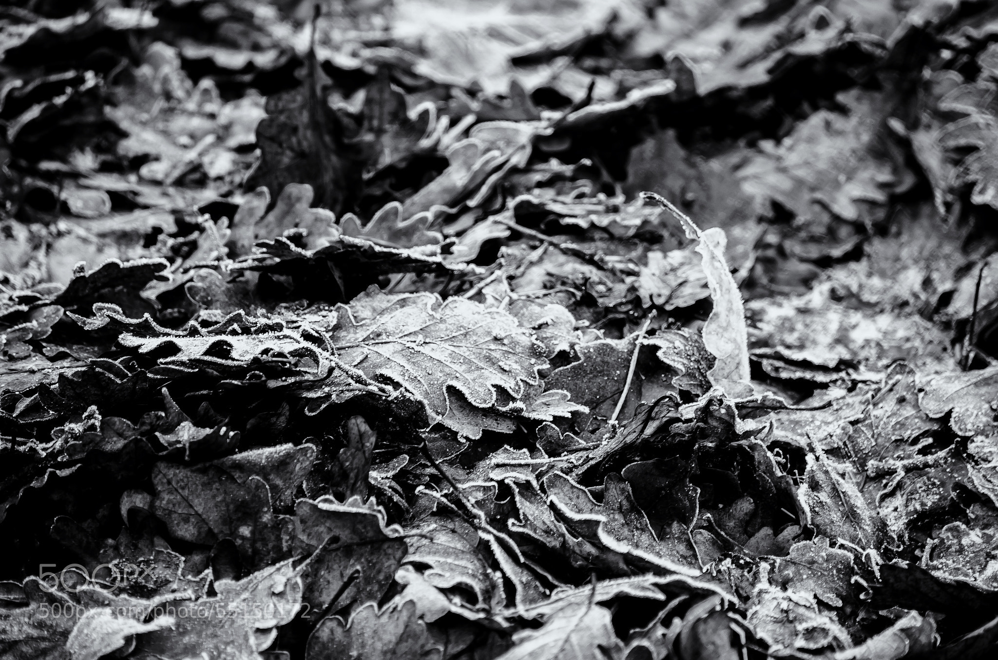 The Battle field BW