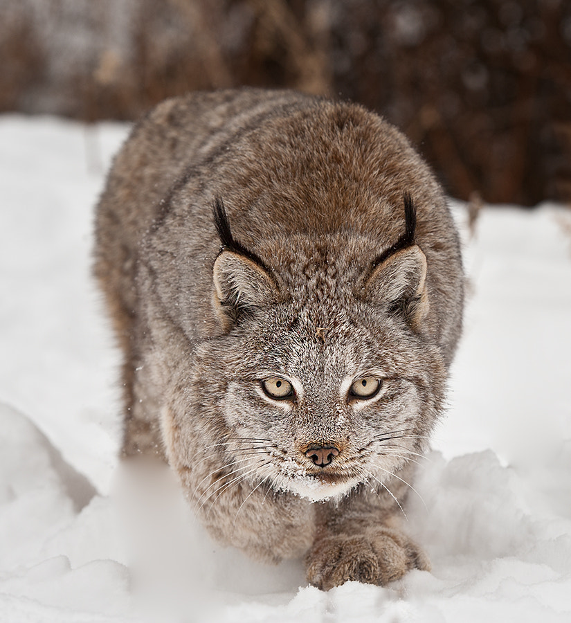Angie the Canadian Lynx by Christopher R. Gray / 500px