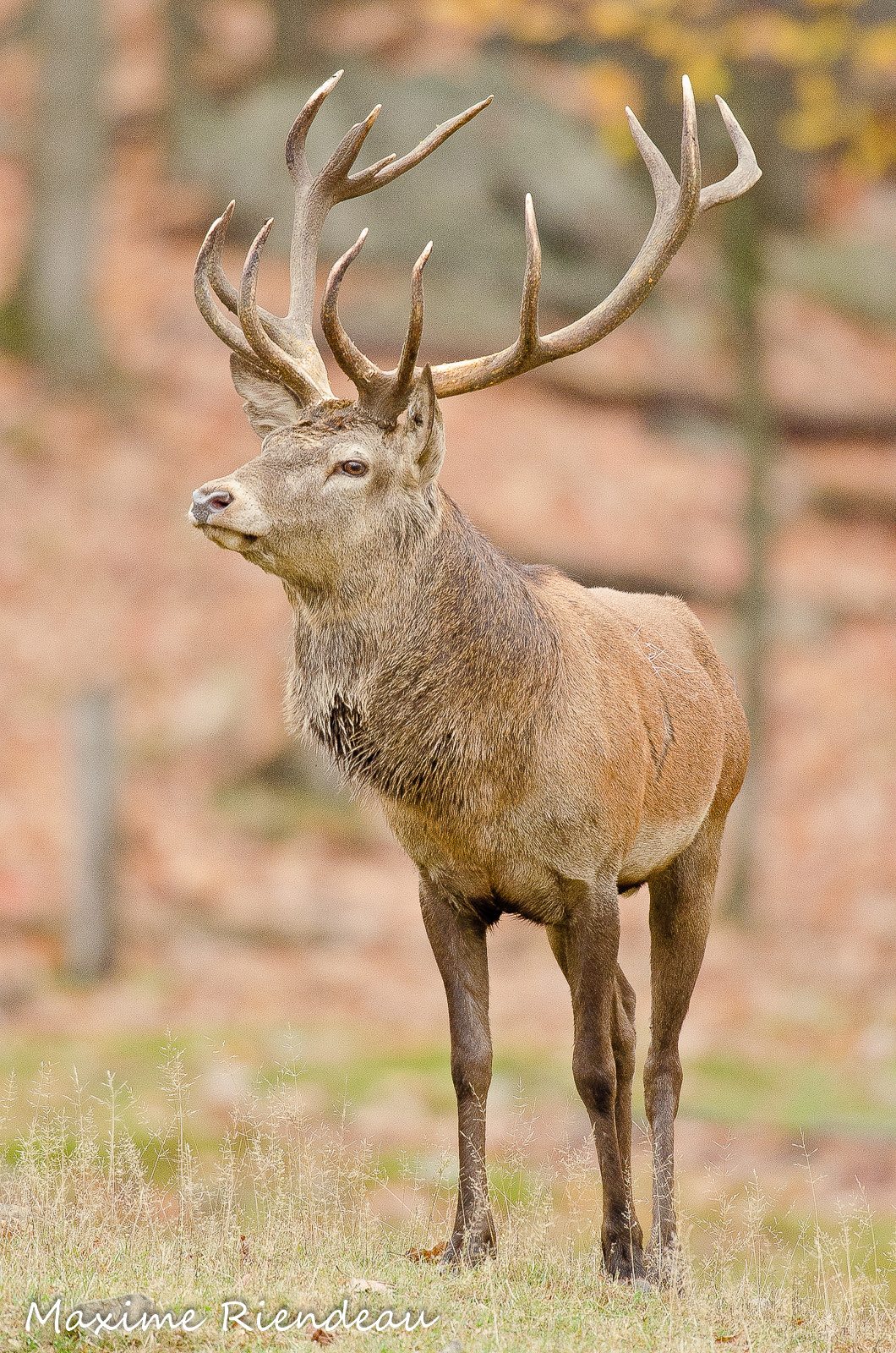 Red deer