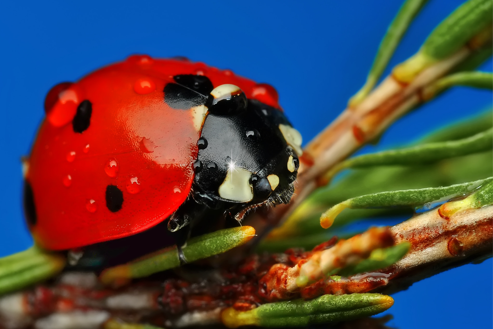 LADYBUG