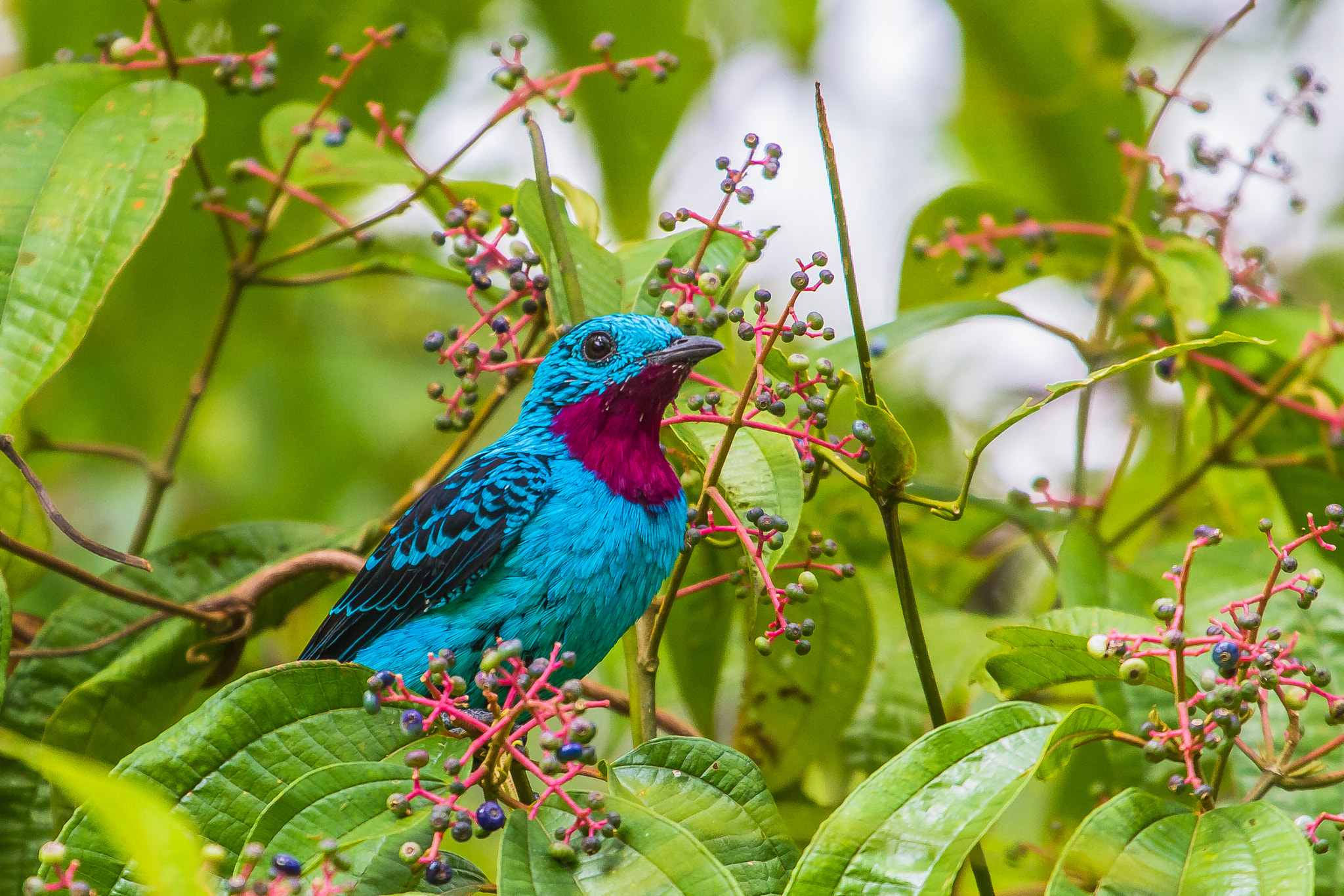 Spangled Cotinga by Bertrando Campos / 500px