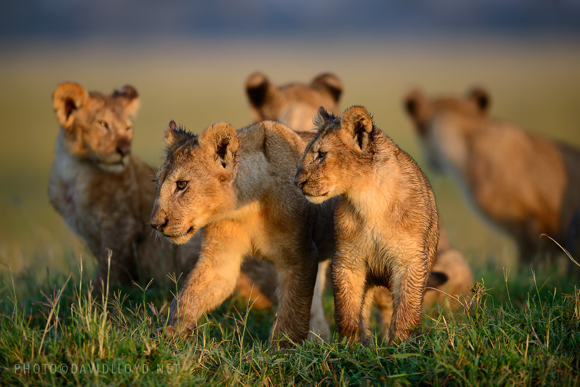 A Crèche of Lions by David Lloyd / 500px