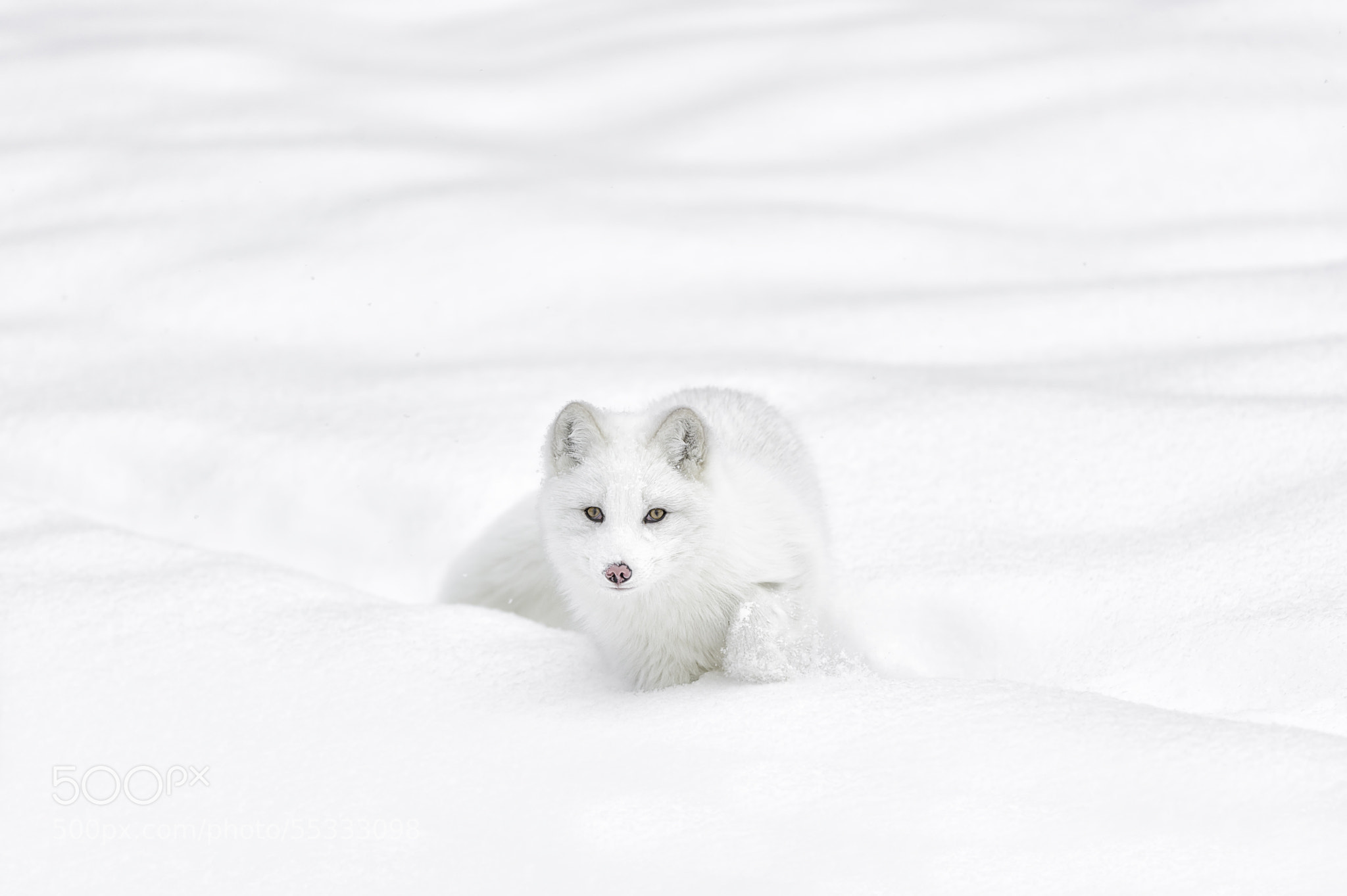Белый лис пенза. White Fox модель.