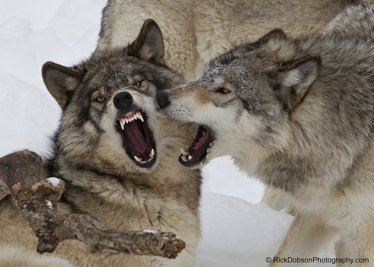 Grey Wolves by Rick Dobson - Photo 55338624 / 500px