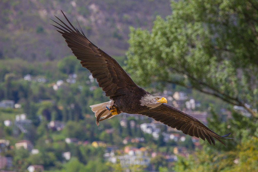 20 Interesting Facts About Eagles | Eagle Characteristics, Habitat, & Facts