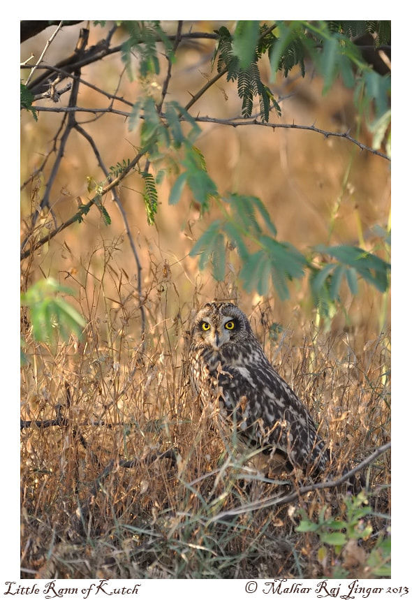 Short Eared Owl