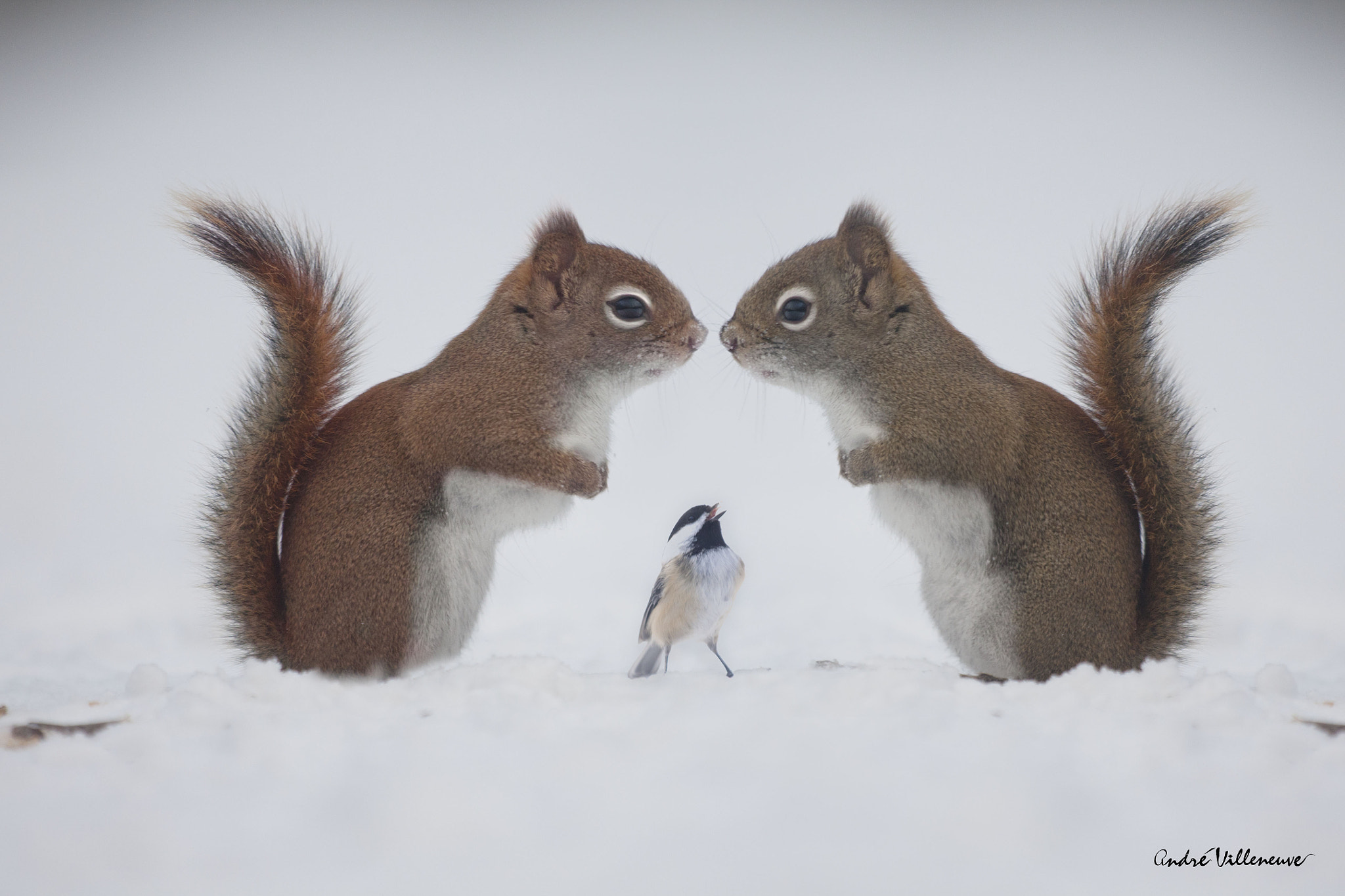 Red, Red, RED!!! I am here Berry, your best friend ...