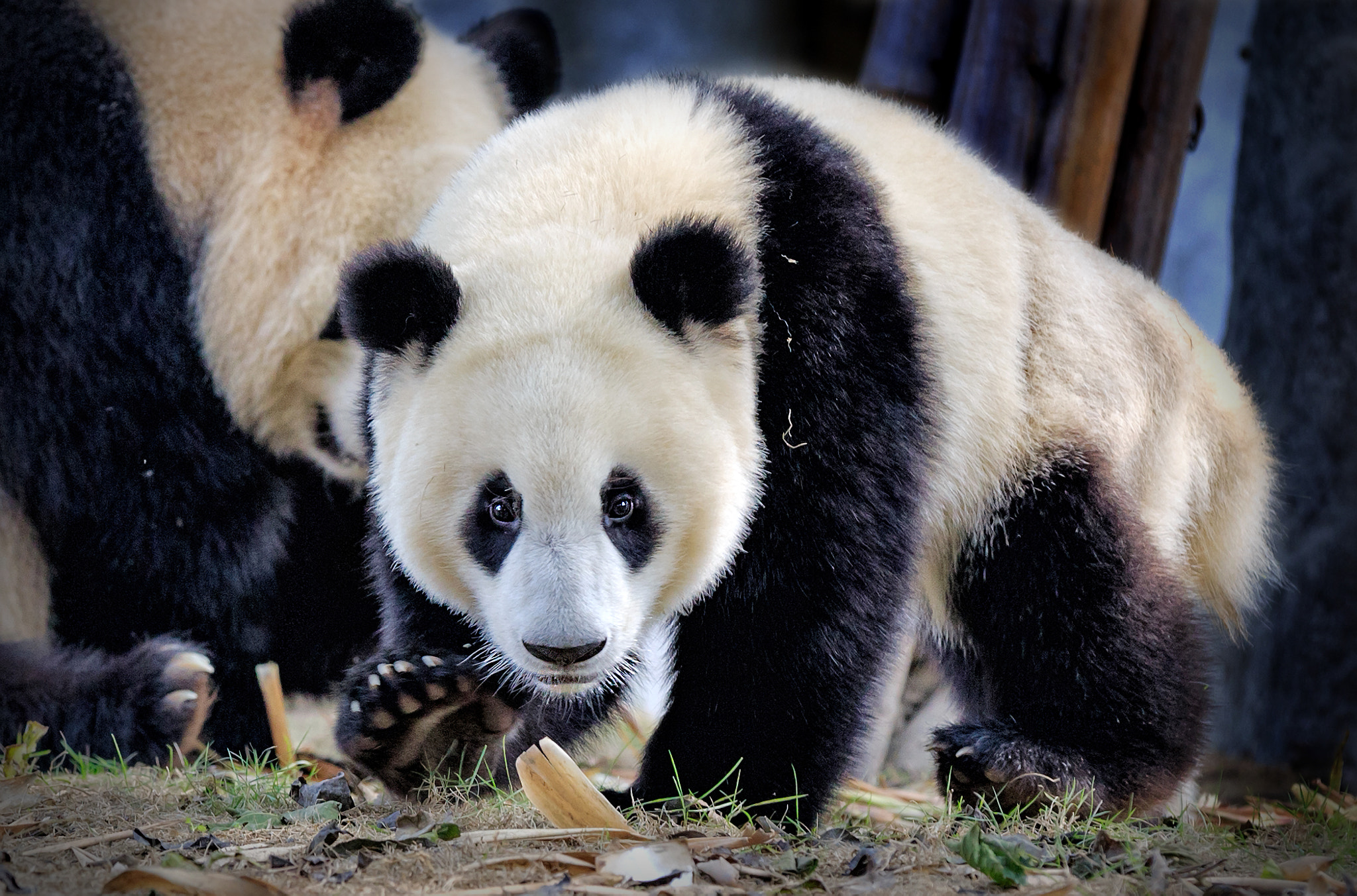 Hi by Edwin Leung / 500px