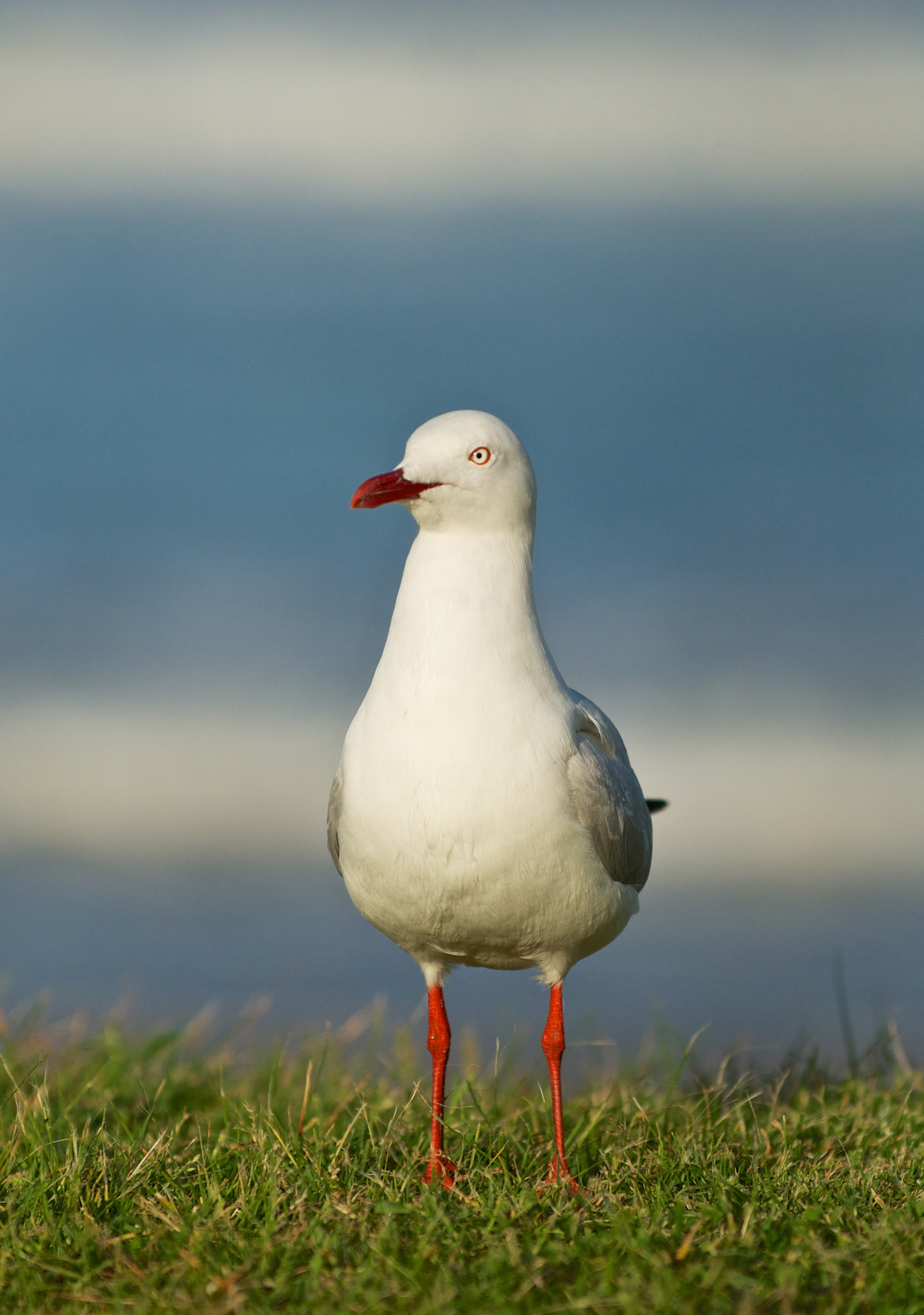 Portrait of a Seagull