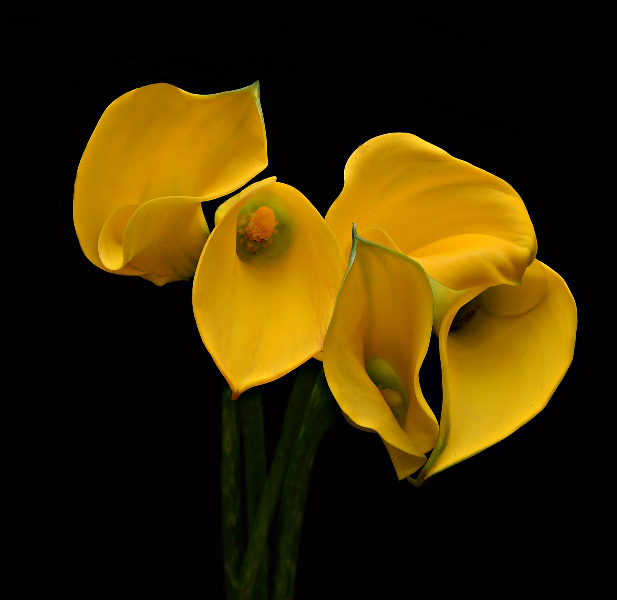 Yellow Calla Lilies by Robert Schwartz Photo 55496722 / 500px