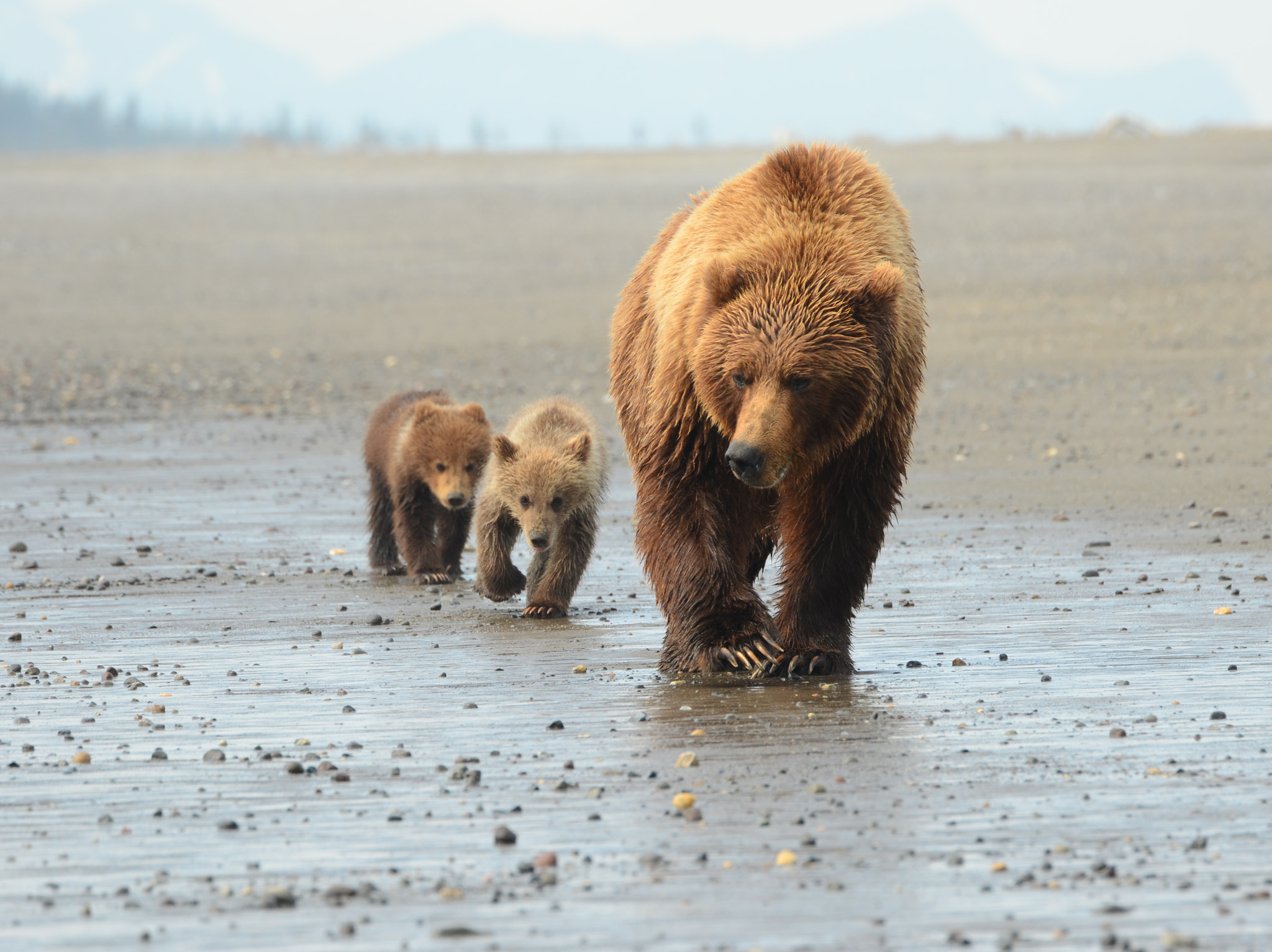 Coastal Brown Bears of Silver Salmon Creek, Ak