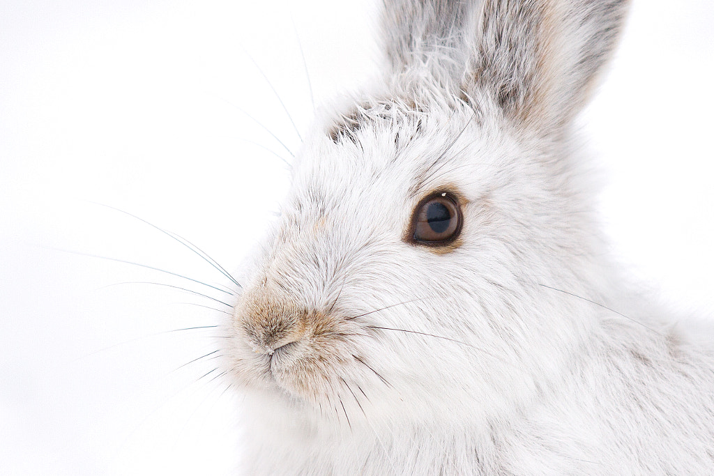 Bunny Nose - Snowshoe Hare by Jim Cumming on 500px.com