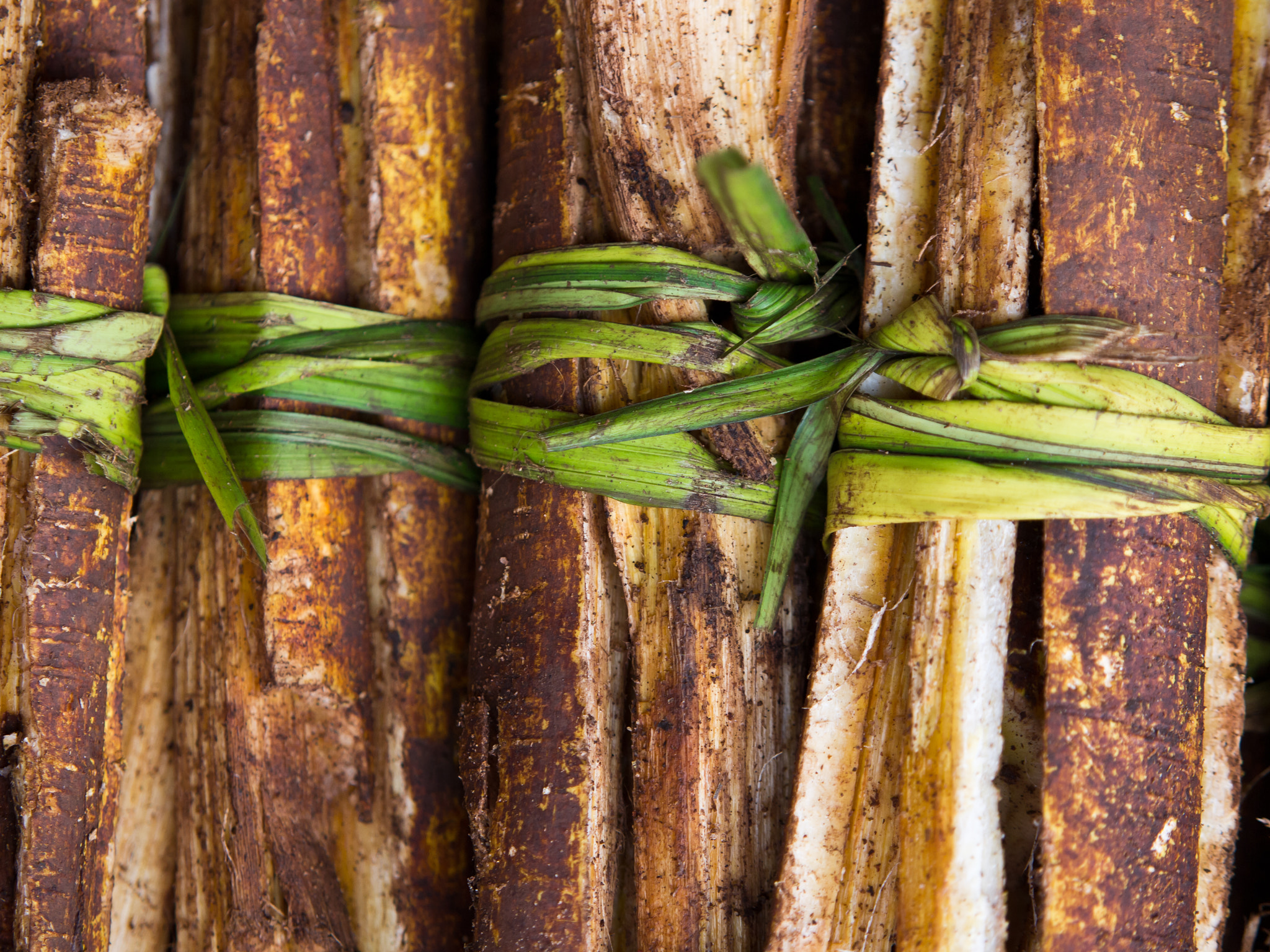 Medicinal Roots.