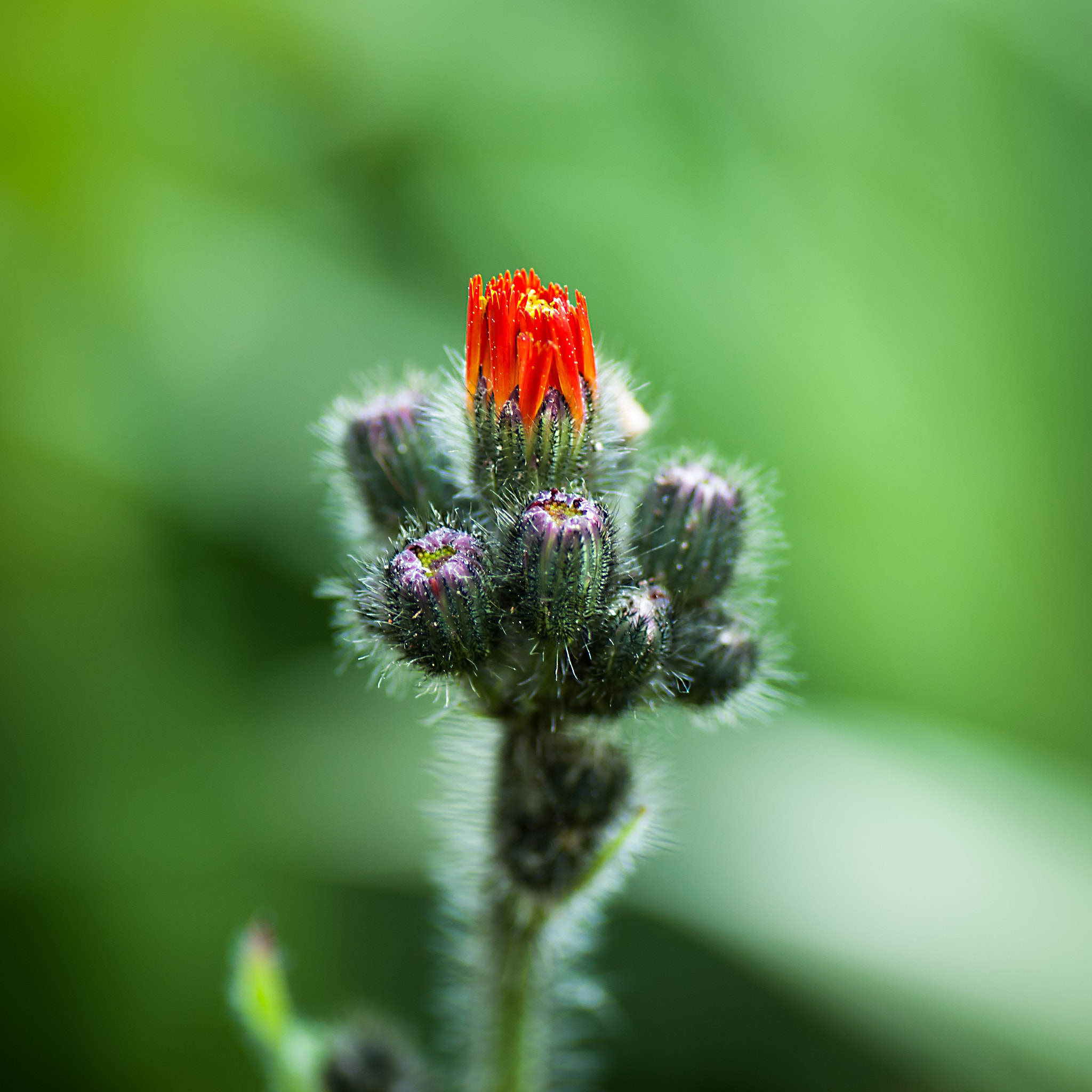 Pilosella aurantiacaitled (rödfibbla)