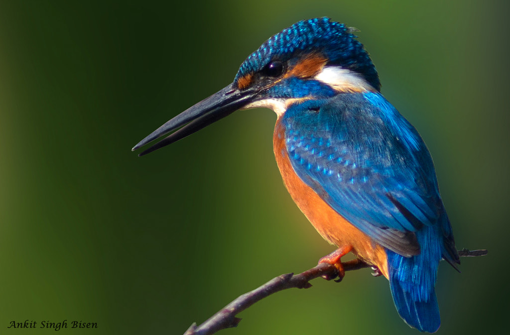 "small blue kingfisher" AKA kingfisher" by Ankit Singh / 500px