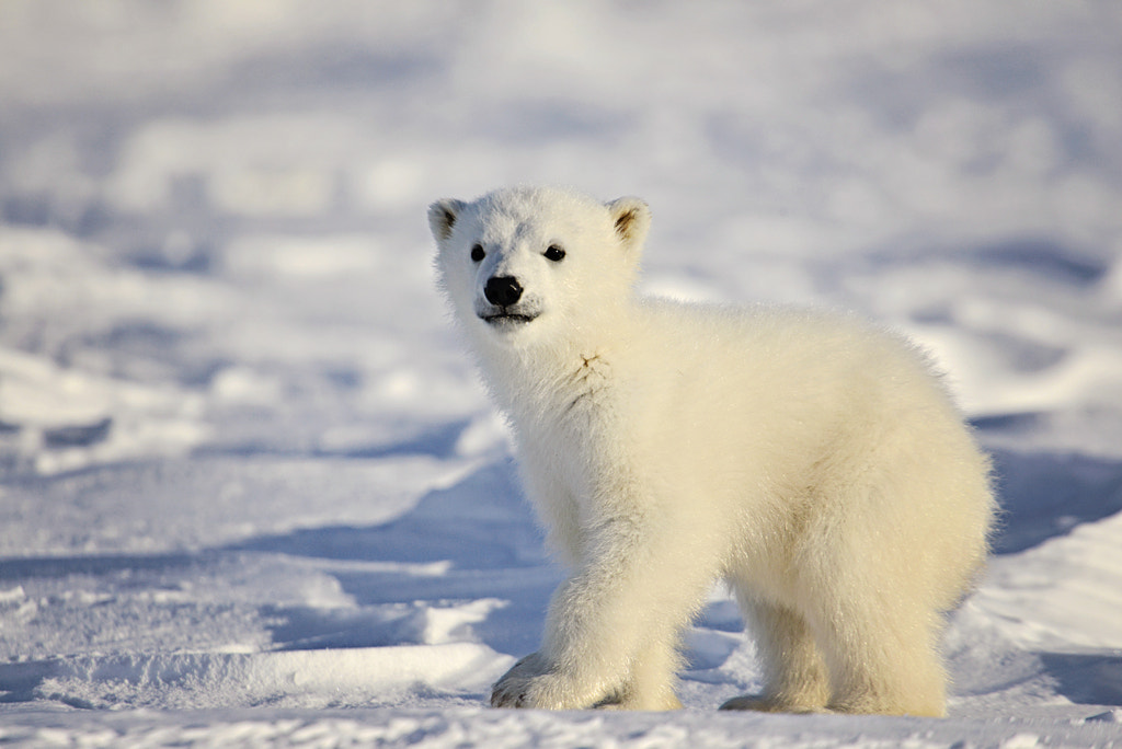 30 Cute Baby Animal Photos Found In The Wild 500px