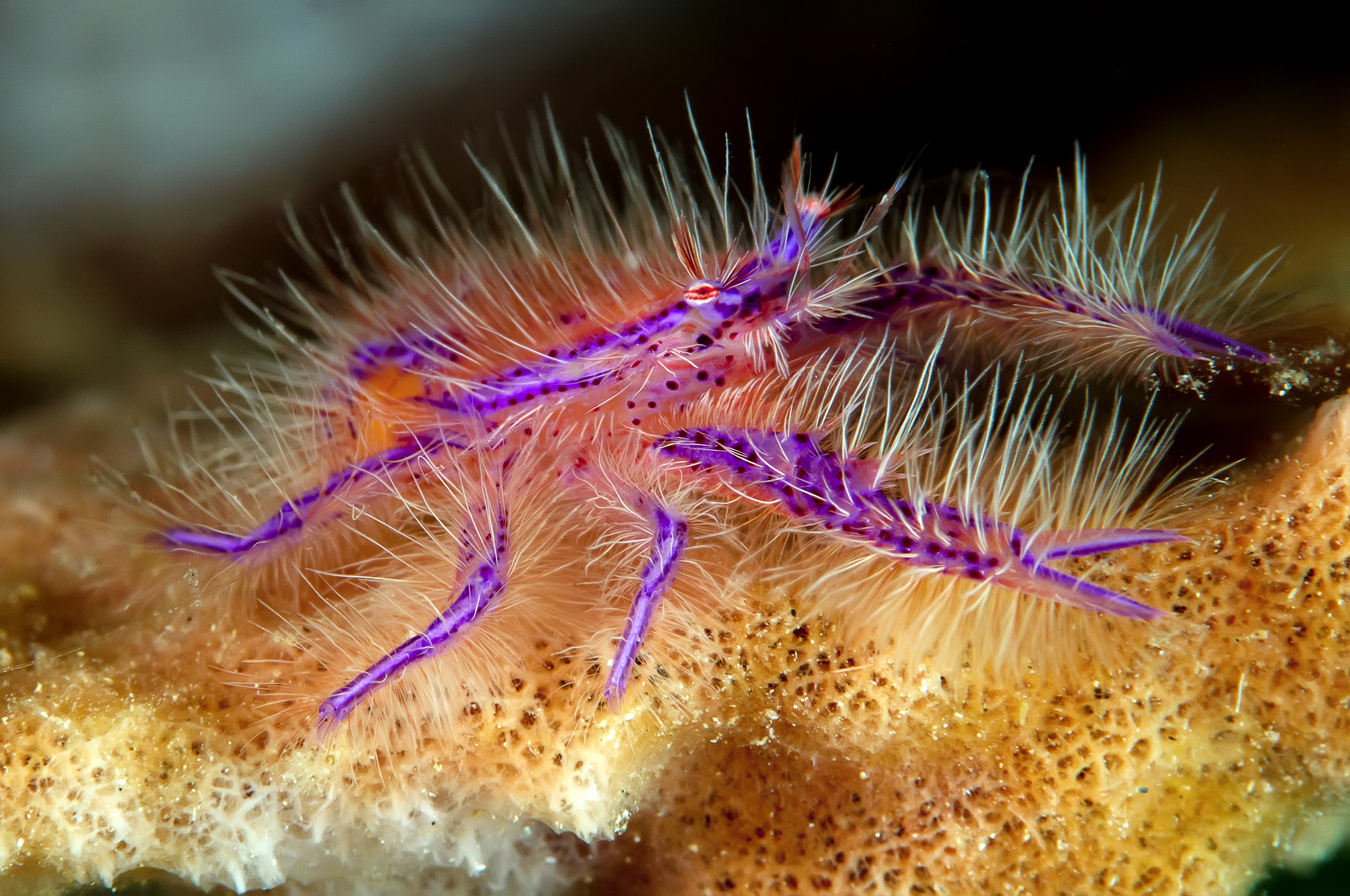 Hairy Squat Lobster by Jonathan Lin - Photo 5566117 / 500px