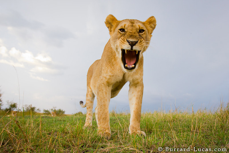 Lioness Roar by Will BurrardLucas / 500px