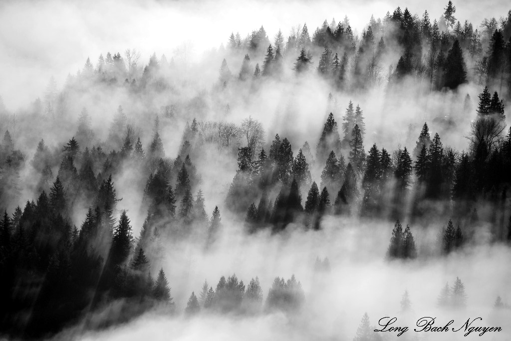 Aerial foggy forest, Fall City, Washington by Long Bach Nguyen - Photo ...