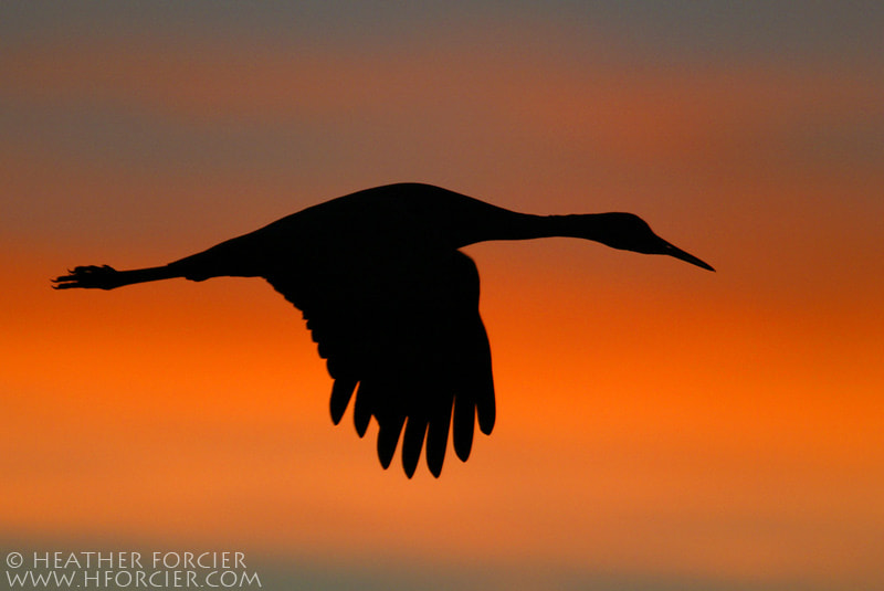 Sandhill Crane Silhouette by Heather Forcier - Photo 5588565 / 500px
