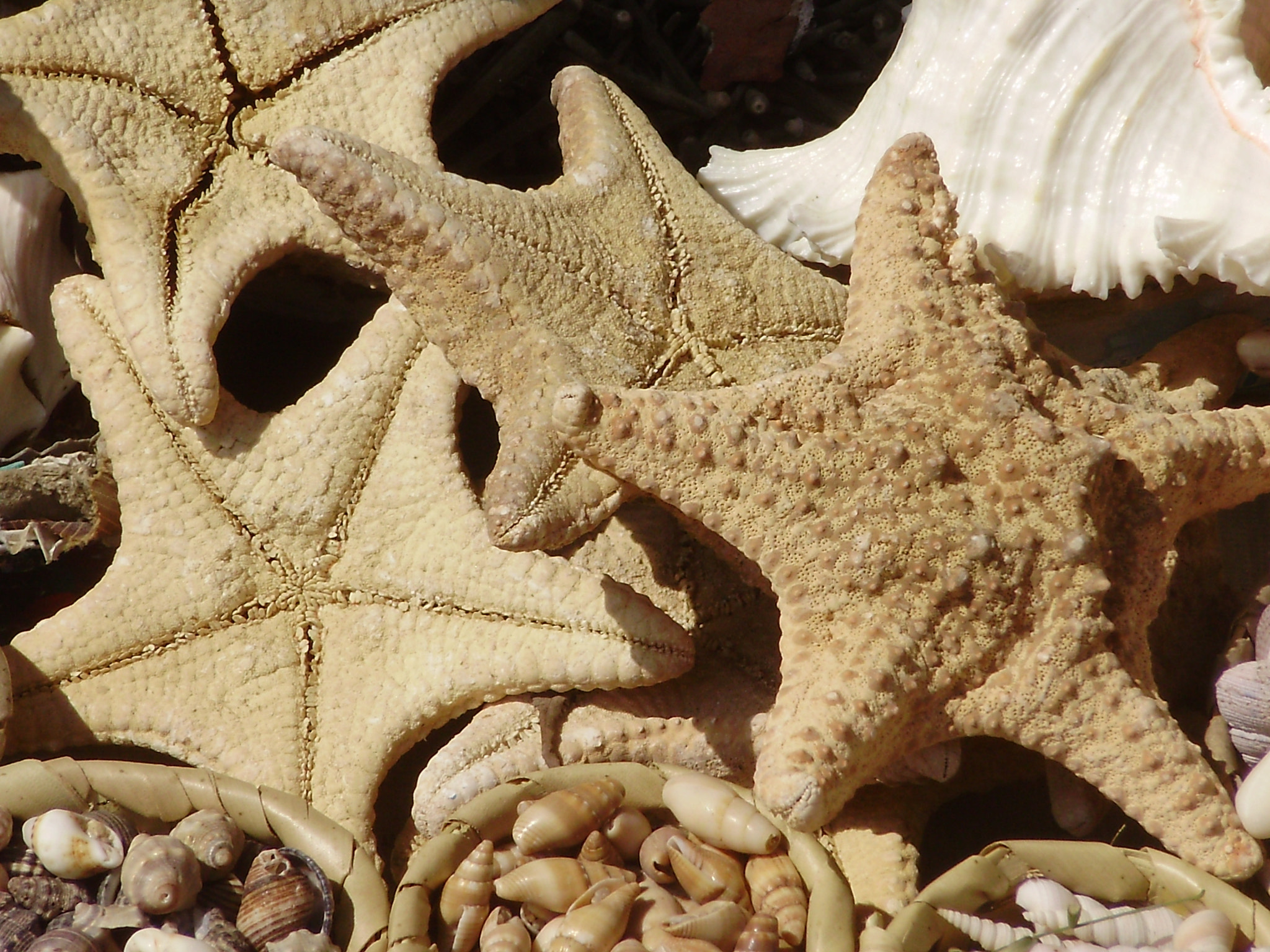 Sea STARs !