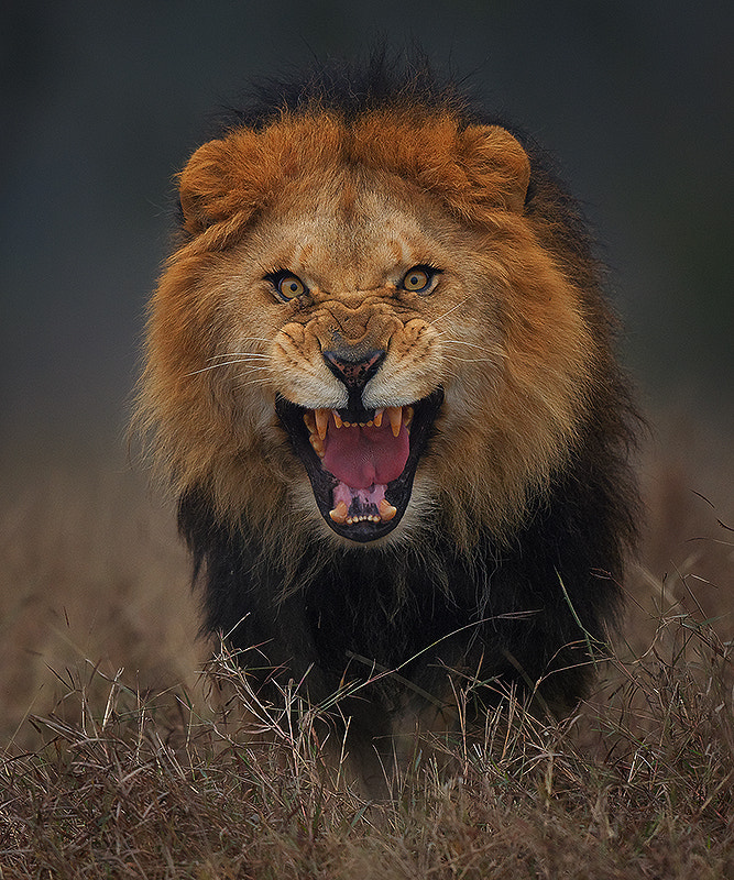 angry king.. by Atif Saeed on 500px.com