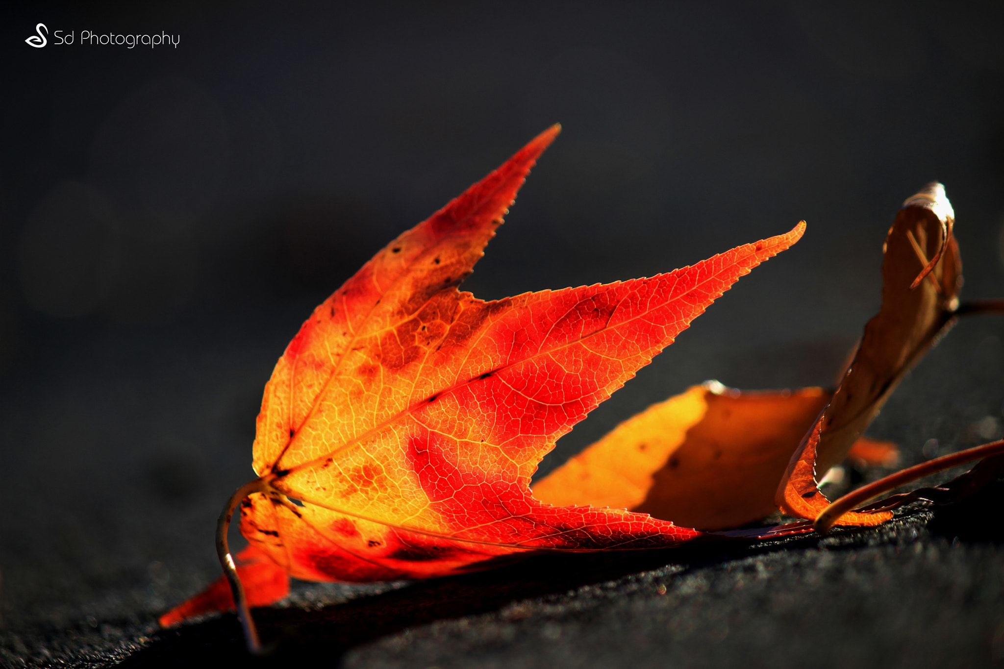 Last Leaf