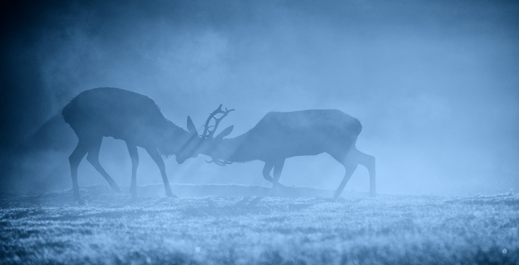 night fight by Mark Bridger on 500px.com