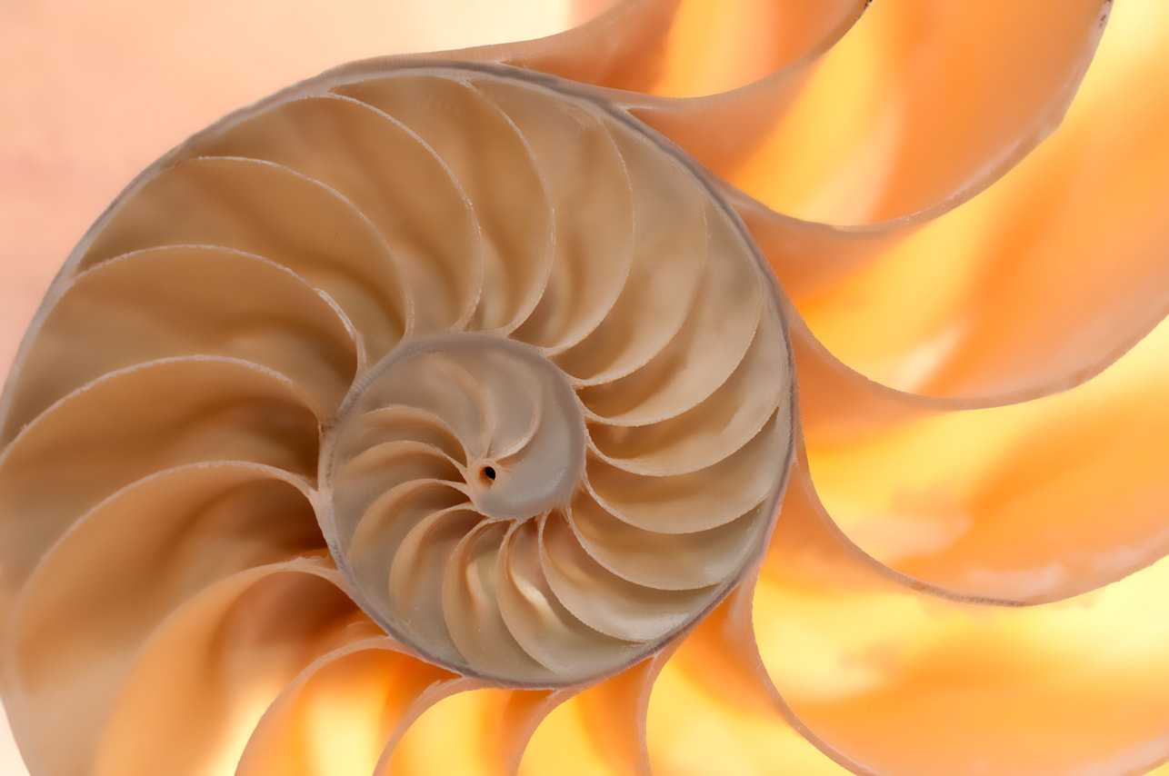 Nautilus