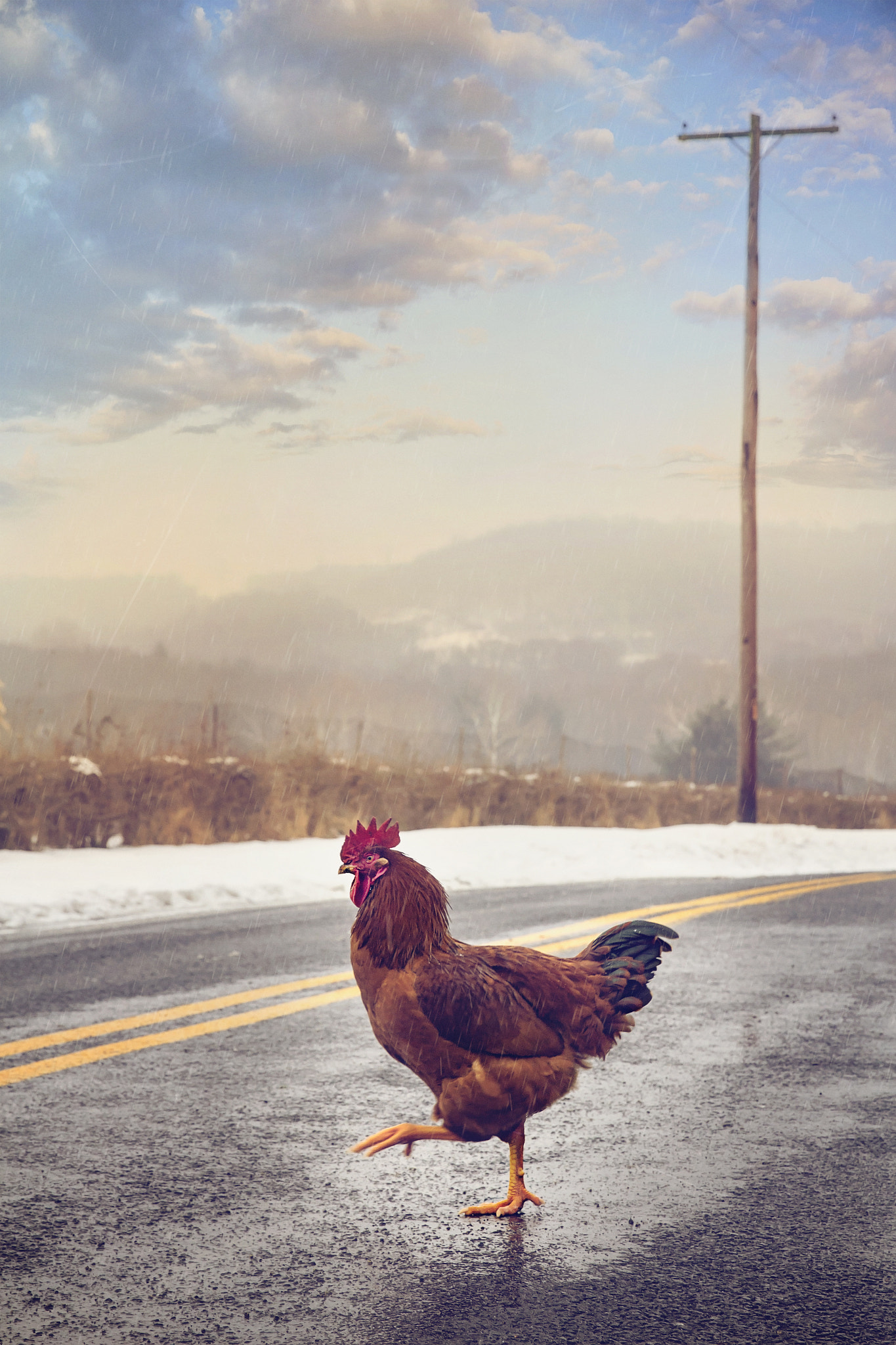 Why Did the Chicken Cross the Road?
