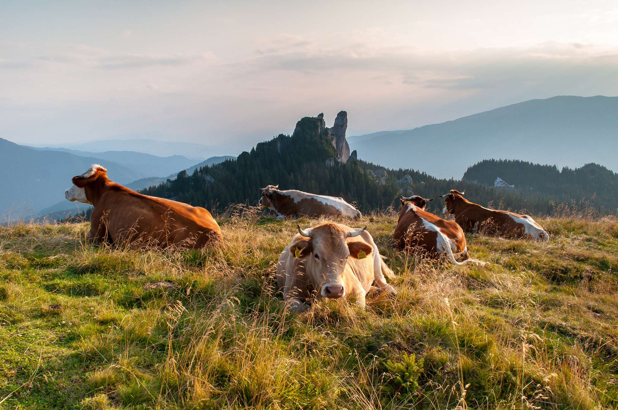 Rarău milk