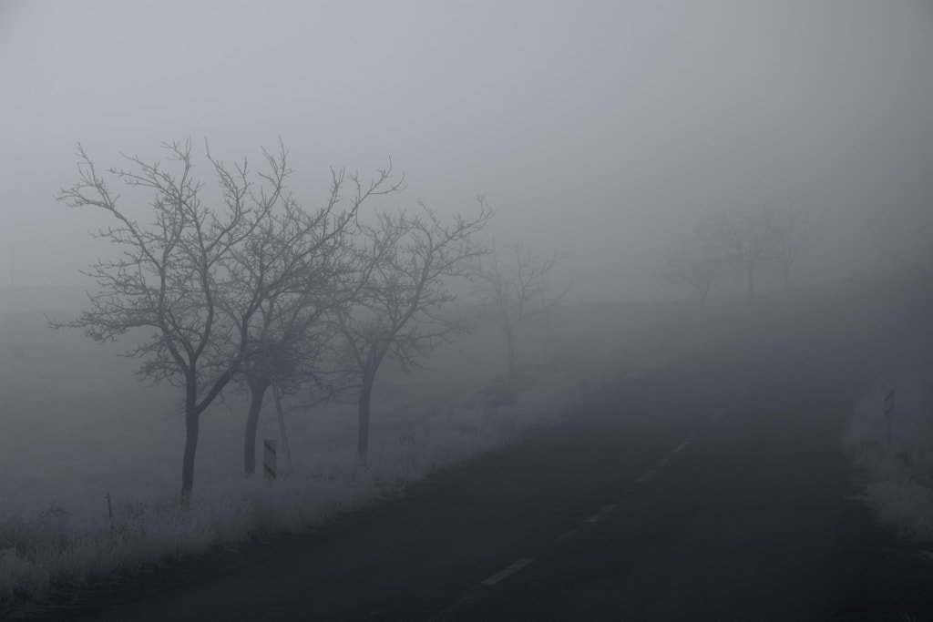 fog by Mohammad Mahdi TB on 500px.com