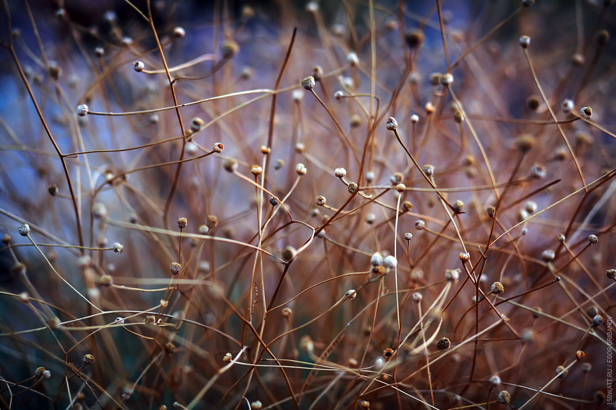 Egyptian Plants