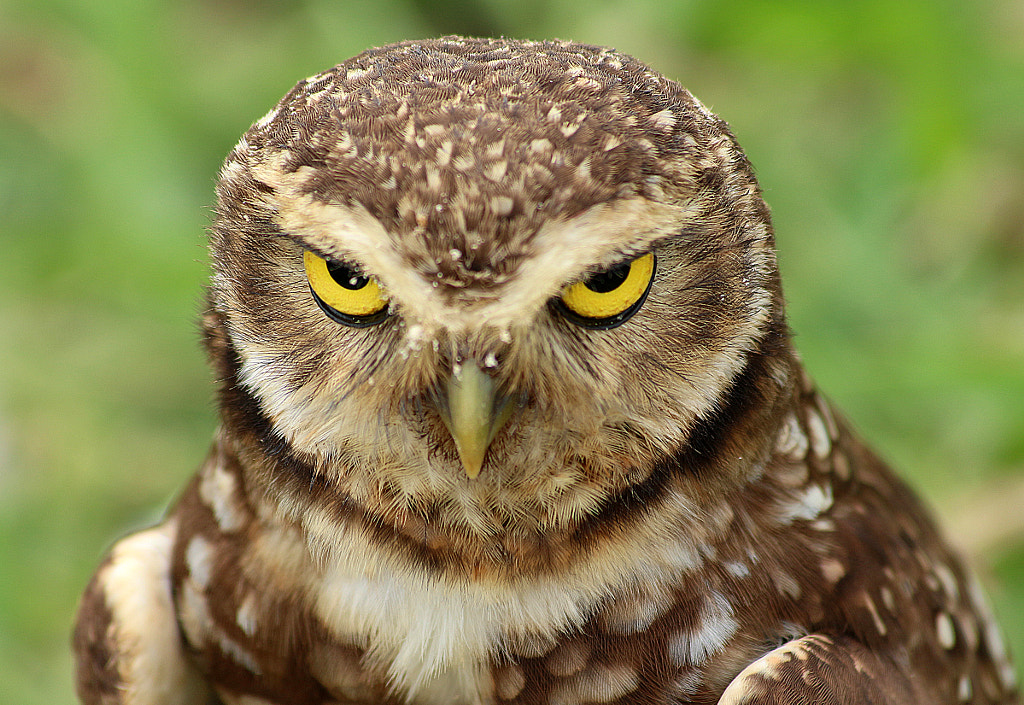 40 Angry Birds Who Don't Give A Hoot About What You Think - 500px