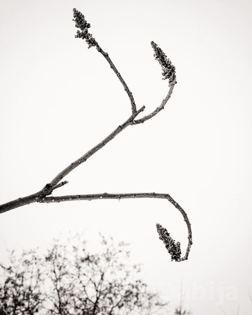 winter poem by Dumitru Dabija / 500px