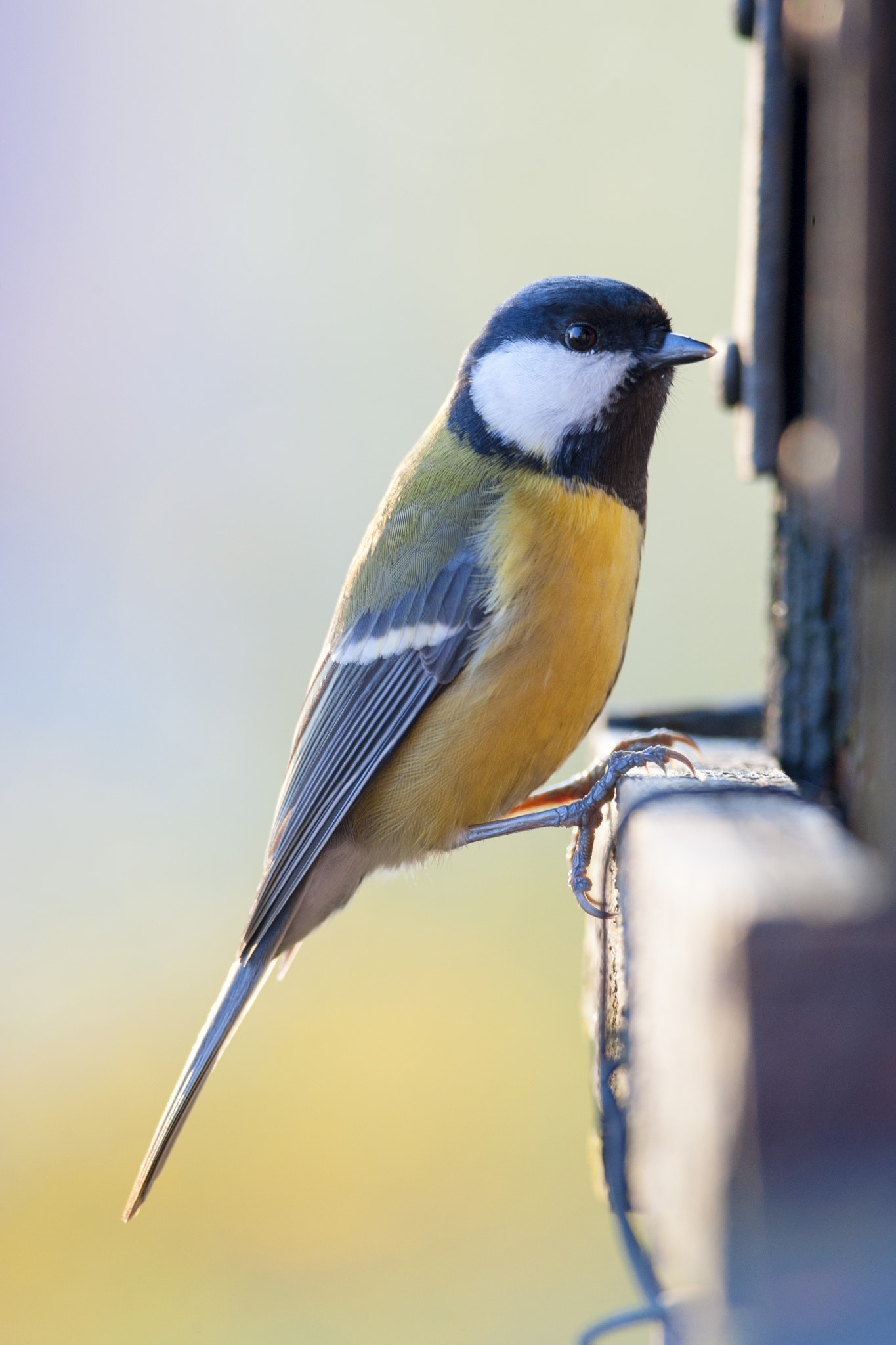 Great Tit