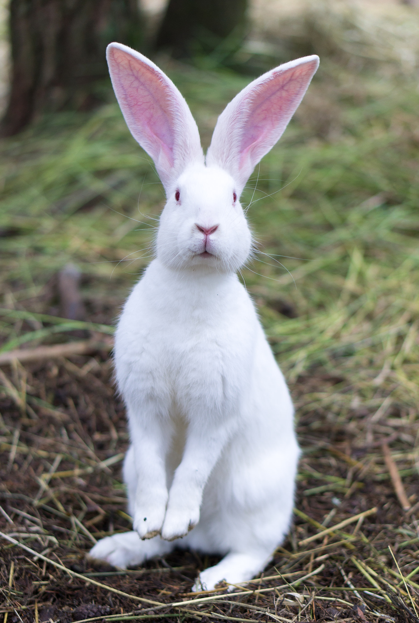 Rabbit