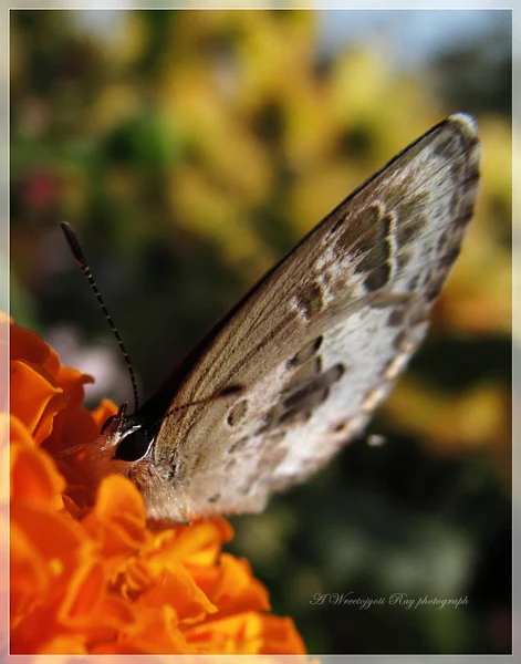 butterfly antenna by Wreetojyoti Ray on 500px.com