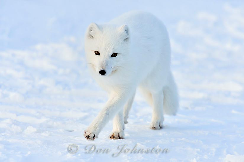 15 Fun Facts About Arctic Foxes For Kids: 