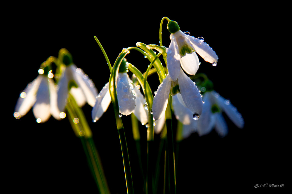 For you! by Zdravko Horvat on 500px.com