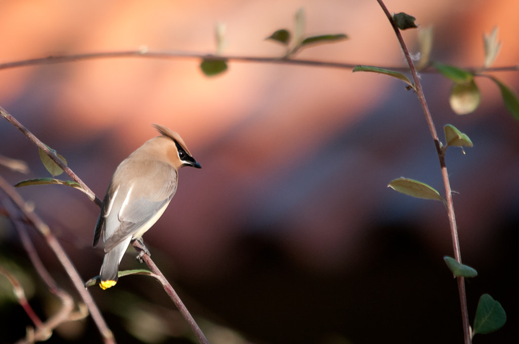 Devilishly Handsome Waxwing by Nick Chill on 500px.com