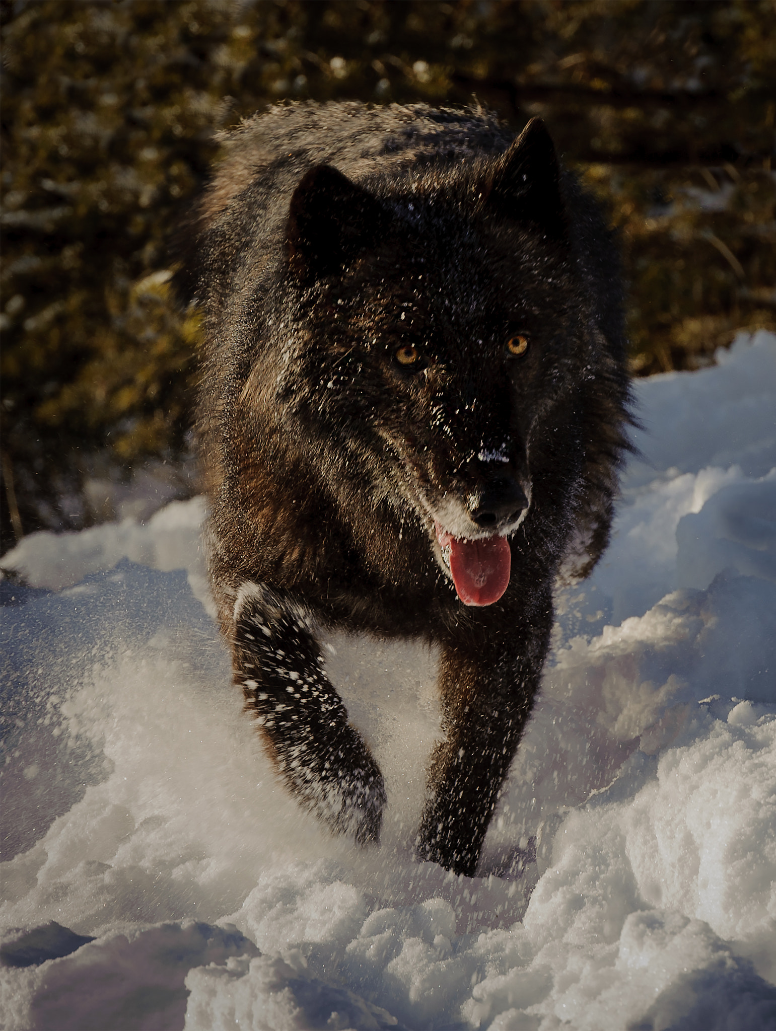 Black Timber Wolf by Christopher R. Gray Photo 56360254 / 500px