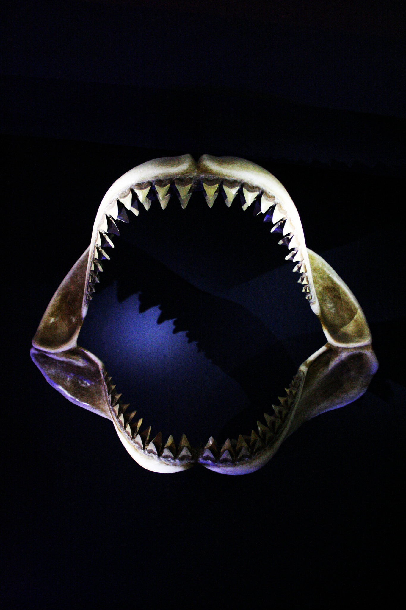 Megalodon Jaws (Derrrr-dum, derrrr-dum.....)