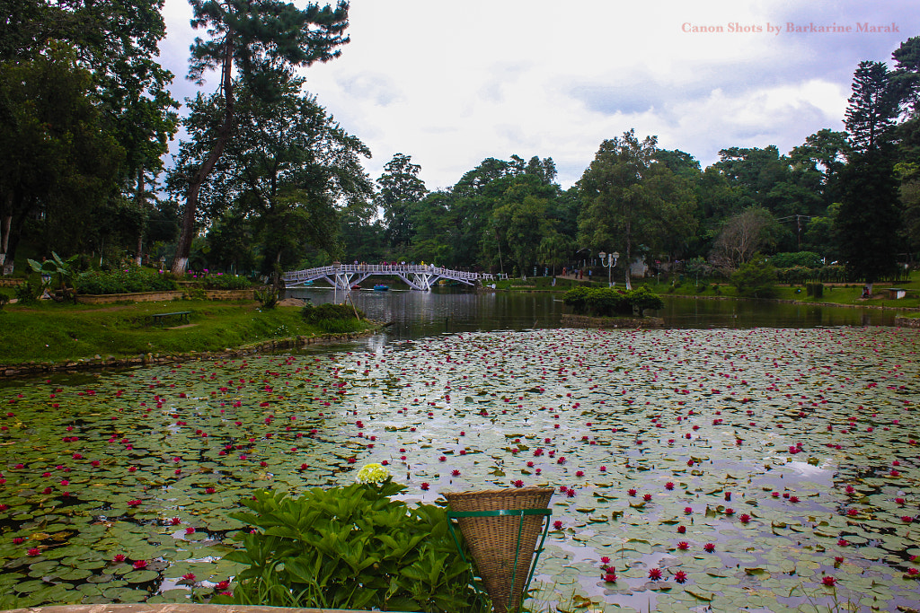 Wards lake