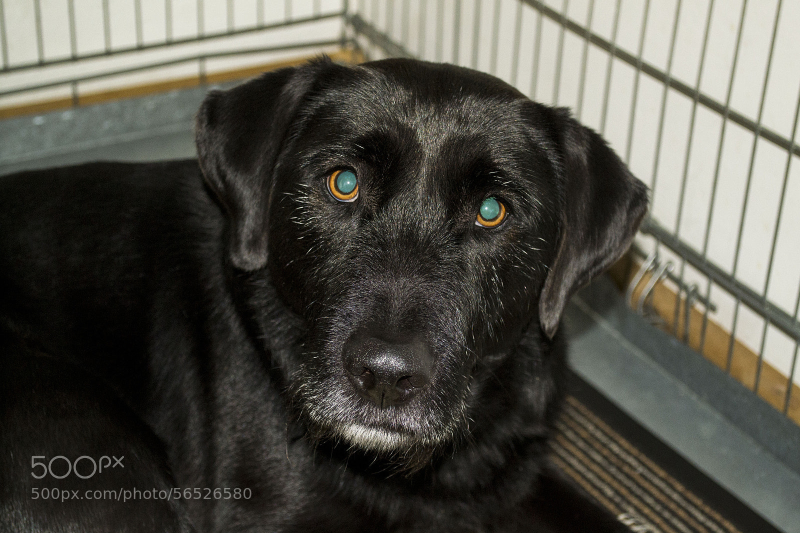 Nikon D3100 sample photo. Surprised dog photography